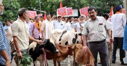 cow protection laws